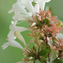 Abelia