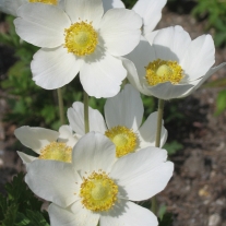 Anemone