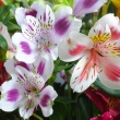 Alstroemeria