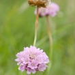 Armeria