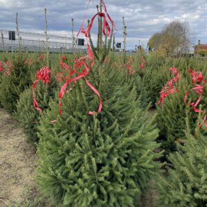 Abete rosso (albero di natale)