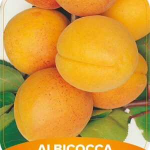 Albicocca Pisana
