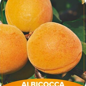 Albicocca Precoce Cremonini