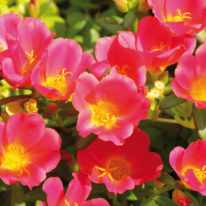 Portulaca