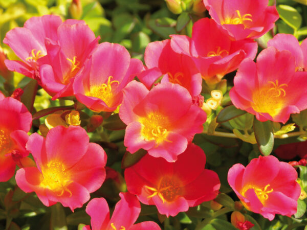 Portulaca