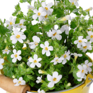 Bacopa