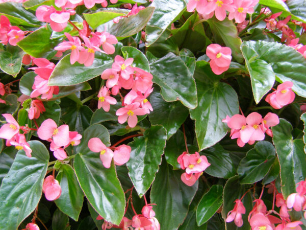 Begonia dragon wing