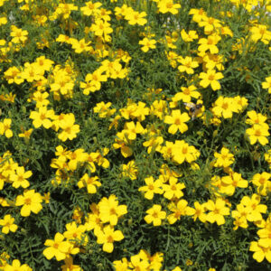 Bidens