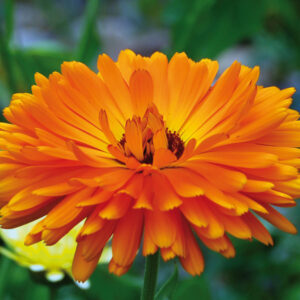 Calendula