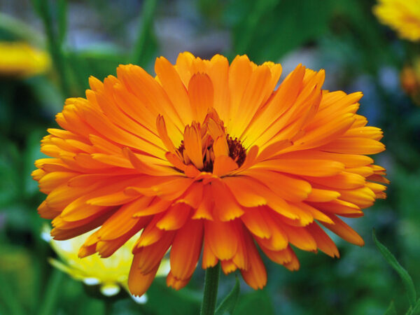 Calendula