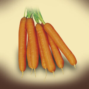 Carota F1