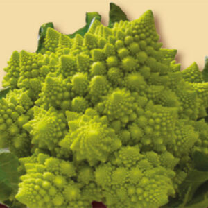 Cavolfiore Romanesco F1 1 (75/80gg)