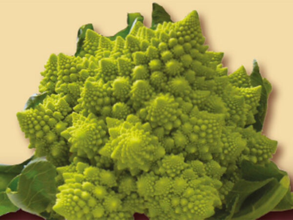 Cavolfiore romanesco