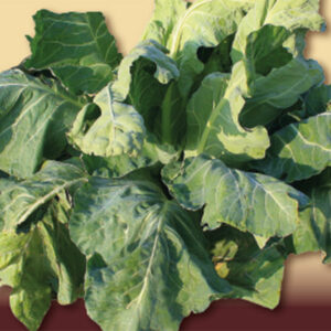 Cavolo Broccolo Lavagnino