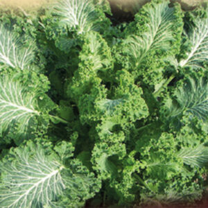 Cavolo Laciniato Curly Kale Torzella