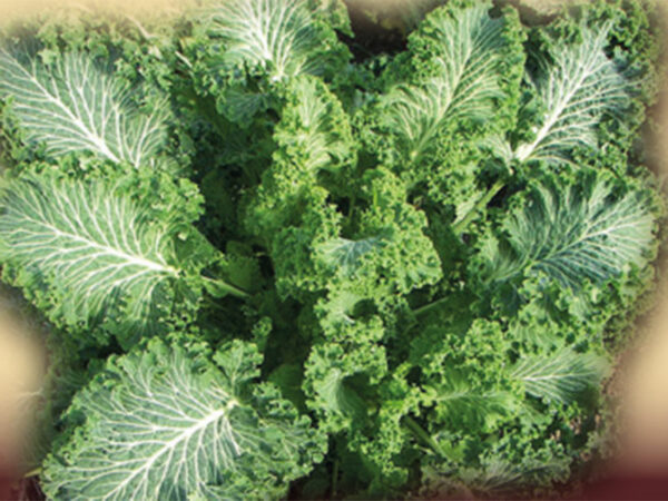 Cavolo lanciniato curly kale torzella