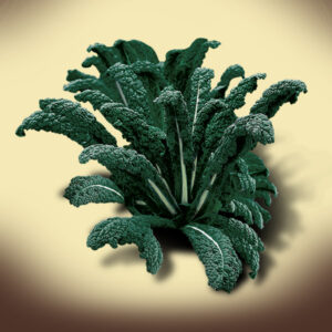 Cavolo Nero di Toscana