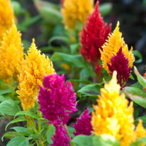 Celosia