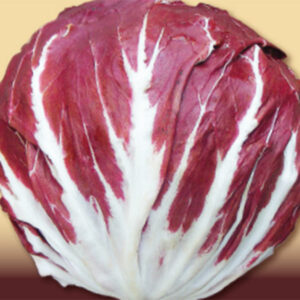 Cicoria a Palla Rossa di Chioggia