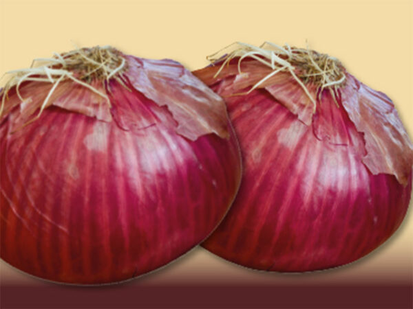 Cipolla rossa savonese