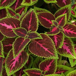 Coleus