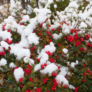 Cotoneaster