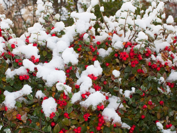 Cotoneaster