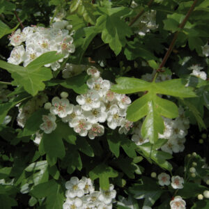 Crataegus Pyracantha