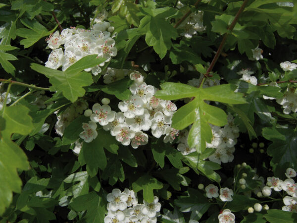 Crataegus pyracantha