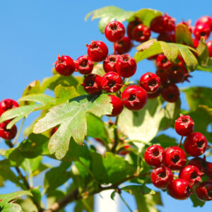 Crataegus Pyracantha Navaho