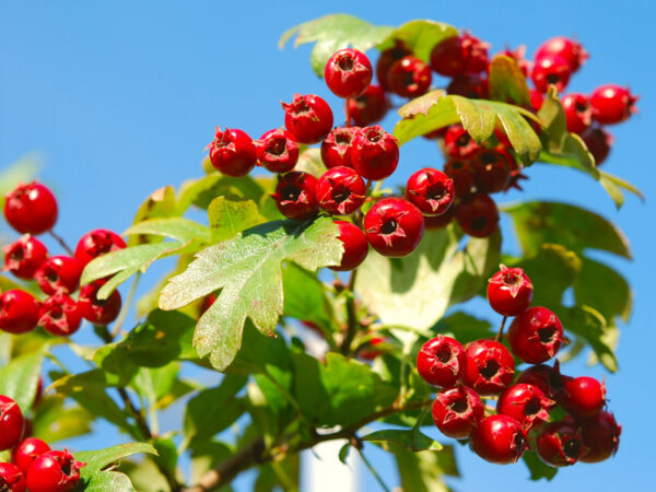 Crataegus pyracantha navaho