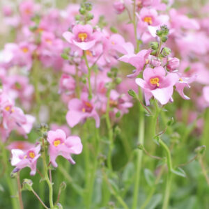 Diascia