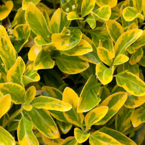 Euonymus