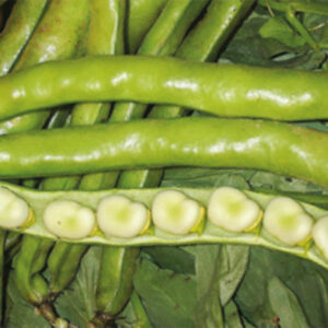 Fava Aguadolce