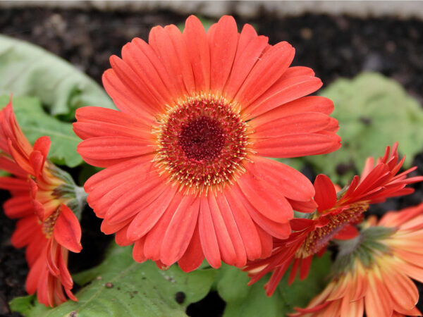 Gerbera