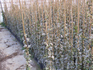 hedera-elegantissima