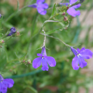 Lobelia