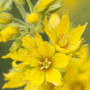 Lysimachia