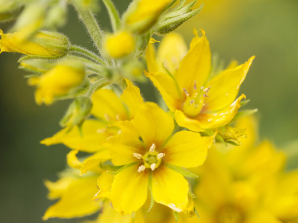 Lysimachia