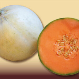 Melone Liscio F1 Tamaris o Pamir