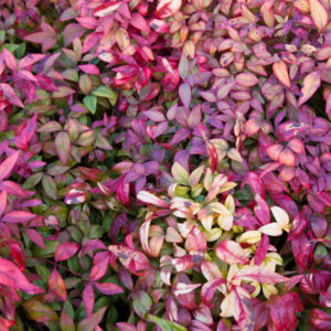 Nandina