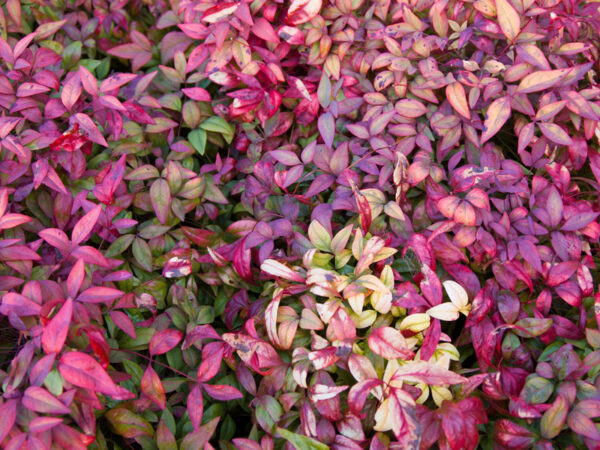 Nandina