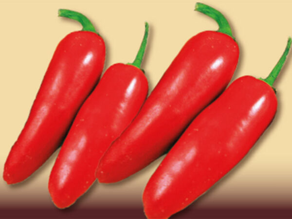 Peperoncino jalapeno