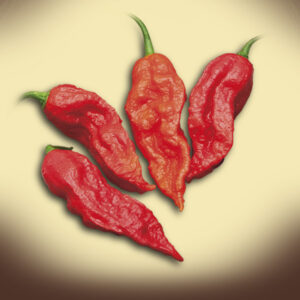 Peperoncino Naga Morich