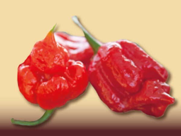 Peperoncino trinidad scorpion