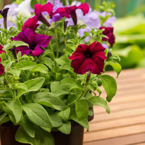 Petunia Top-tunia