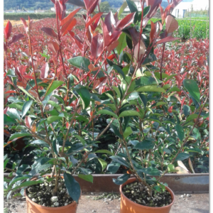 Photinia