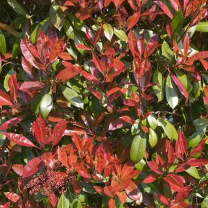 Photinia nana