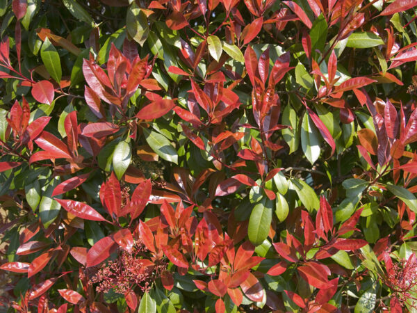 Photinia nana