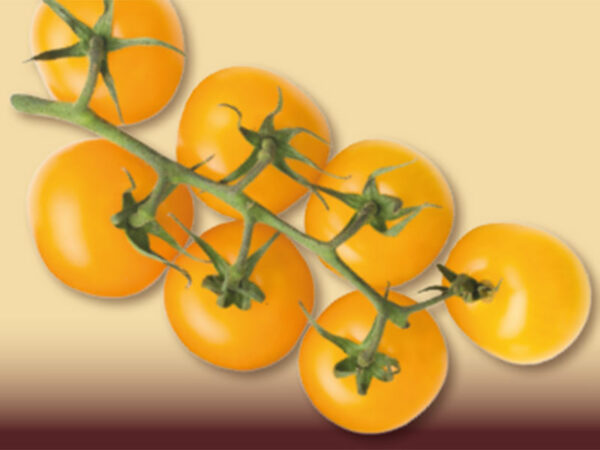 Pomodoro ciliegino giallo F1